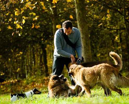 Promeneur de chiens professionnel au bois Vincennes 04