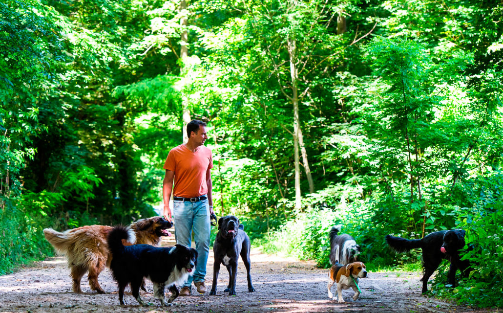 rencontre chien promenade