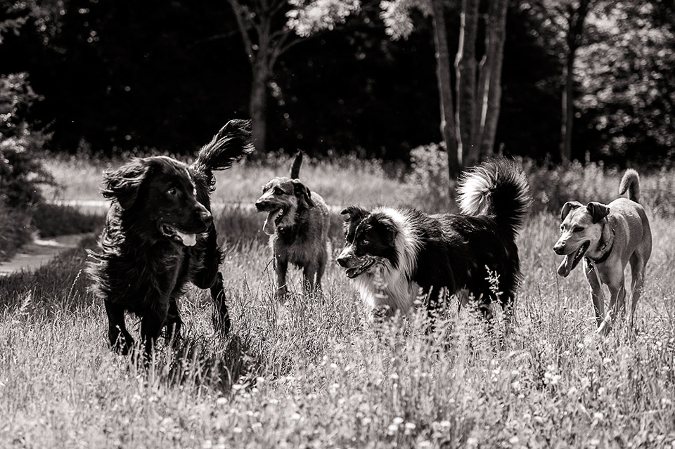 Promenade de chien au bois de Vincennes
