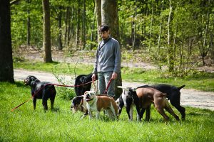 Promeneur de chiens professionnel au bois Vincennes 05