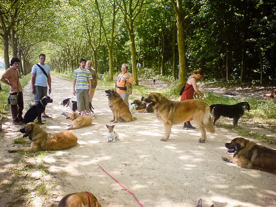 Promeneur de chiens professionnel au bois Vincennes 03