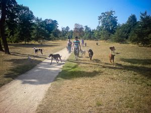 Promeneur de chiens professionnel au bois Vincennes 02