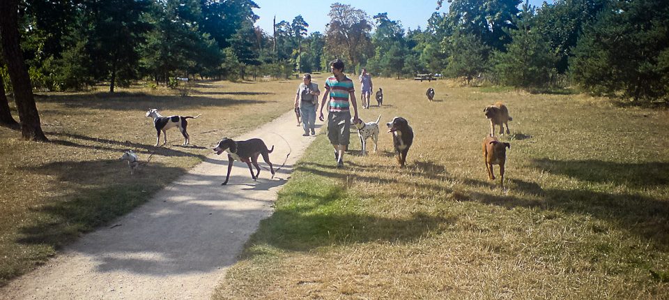 Promeneur de chiens professionnel au bois Vincennes 02