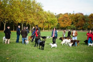 Promeneur de chiens professionnel au bois Vincennes